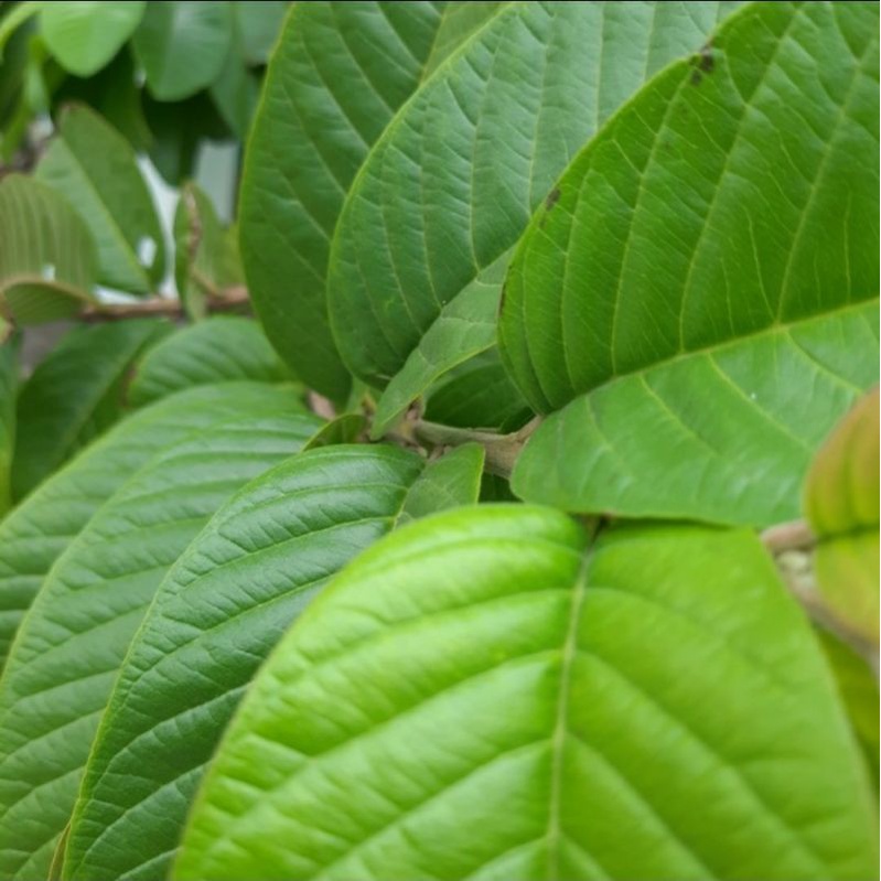 

DAUN JAMBU BIJI MERAH ORGANIK HERBAL PETIK POHON