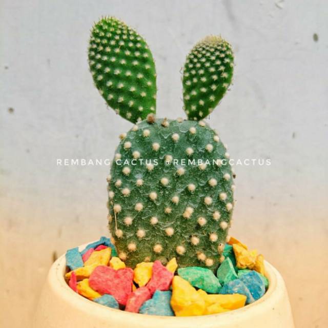 Kaktus Opuntia micky mouse, bunny ears. Kaktus Sukulen Lucu, Murah REMBANG CACTUS