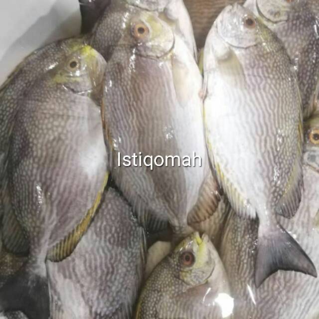 Jual Ikan Baronang Shopee Indonesia