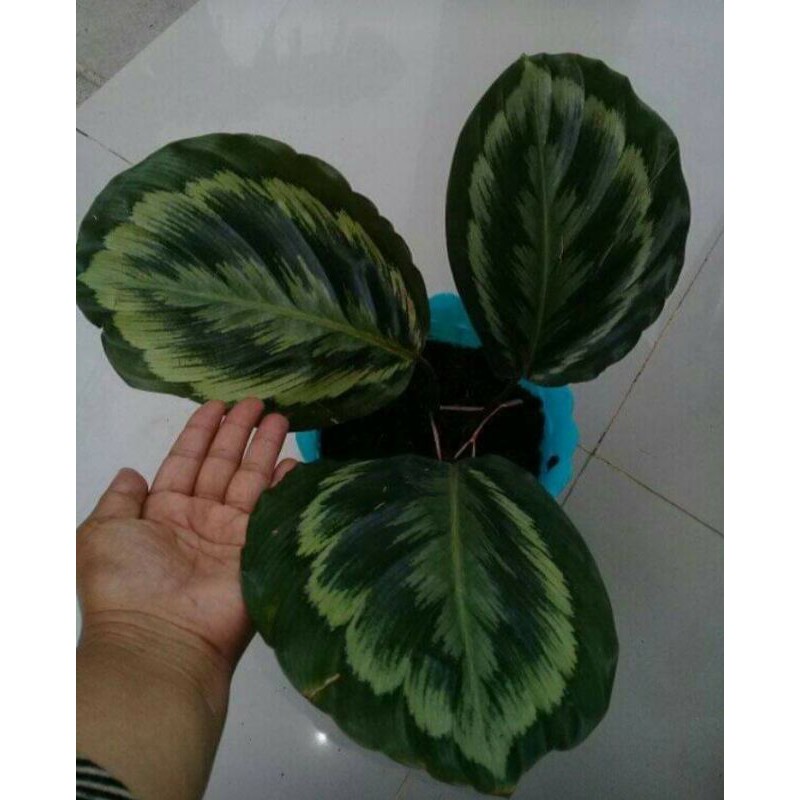 BUNGA CALATHEA MEDALION V2