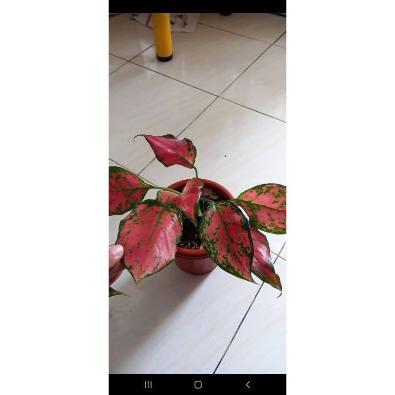 Aglaonema Ruby Batik