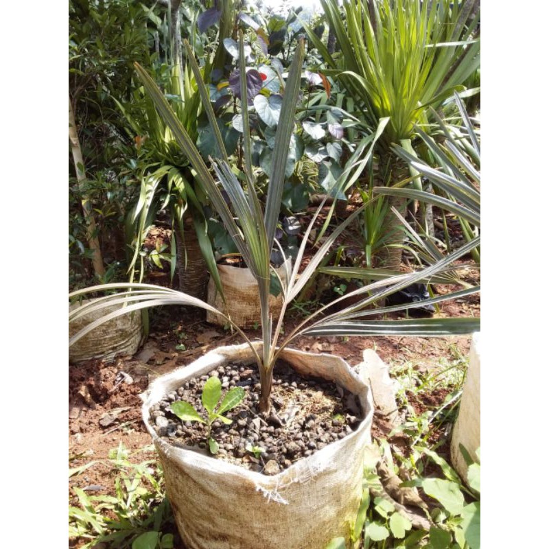 tanaman hias Palem bismarkia anggur / tanaman hias palem