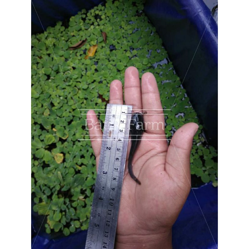 Bibit lele - Lele Sangkuriang ukuran 7-8 cm - Paket ikan lele 100 ekor - Bibit ikan