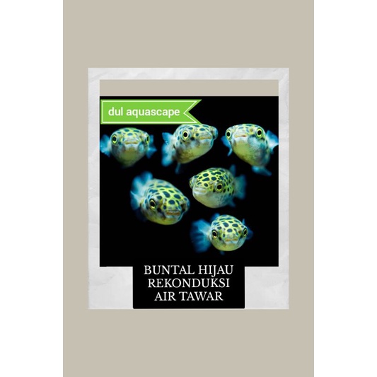 Hiasan aquarium / ikan hias buntal hijau aquascape rekonduksi air tawar