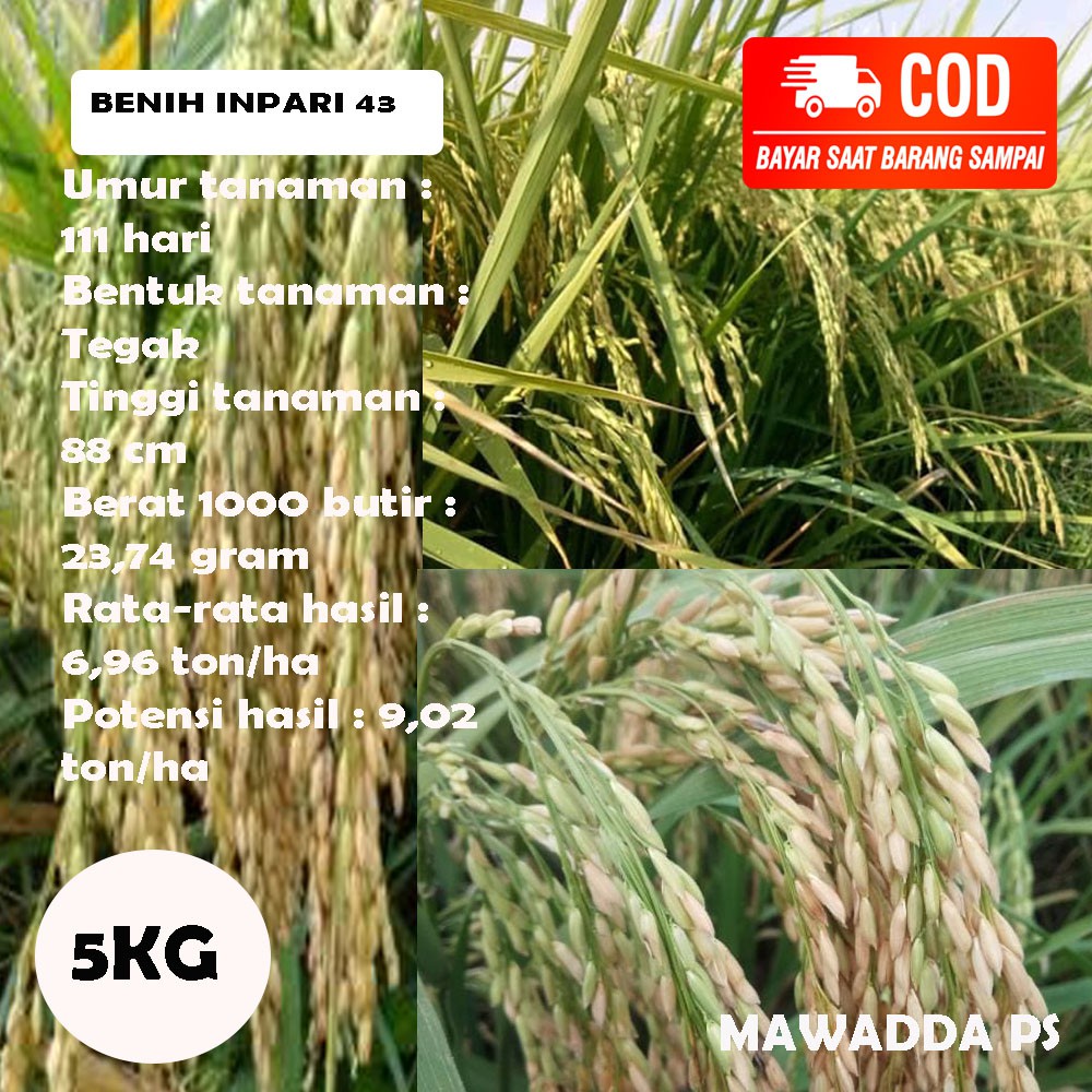 Benih Padi Unggul Inpari 43