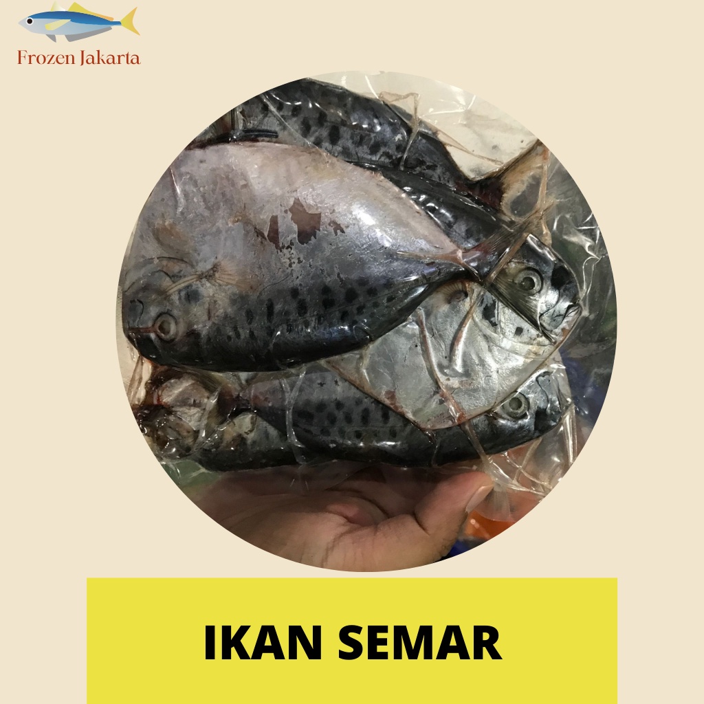 IKAN SEMAR UTUH FRESH FROZEN JAKARTA
