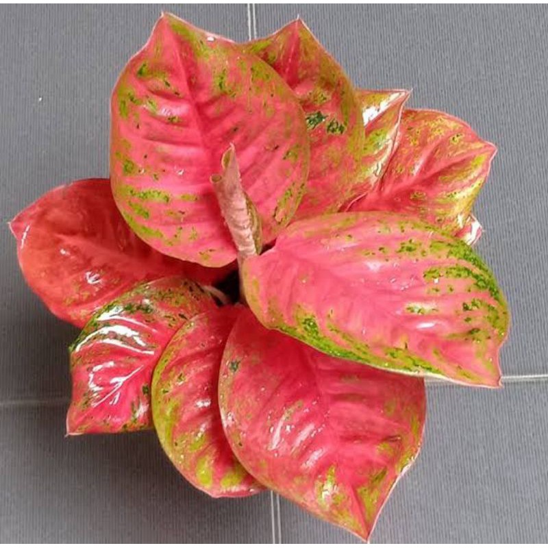 BONGGOL AGLONEMA WULANDARI