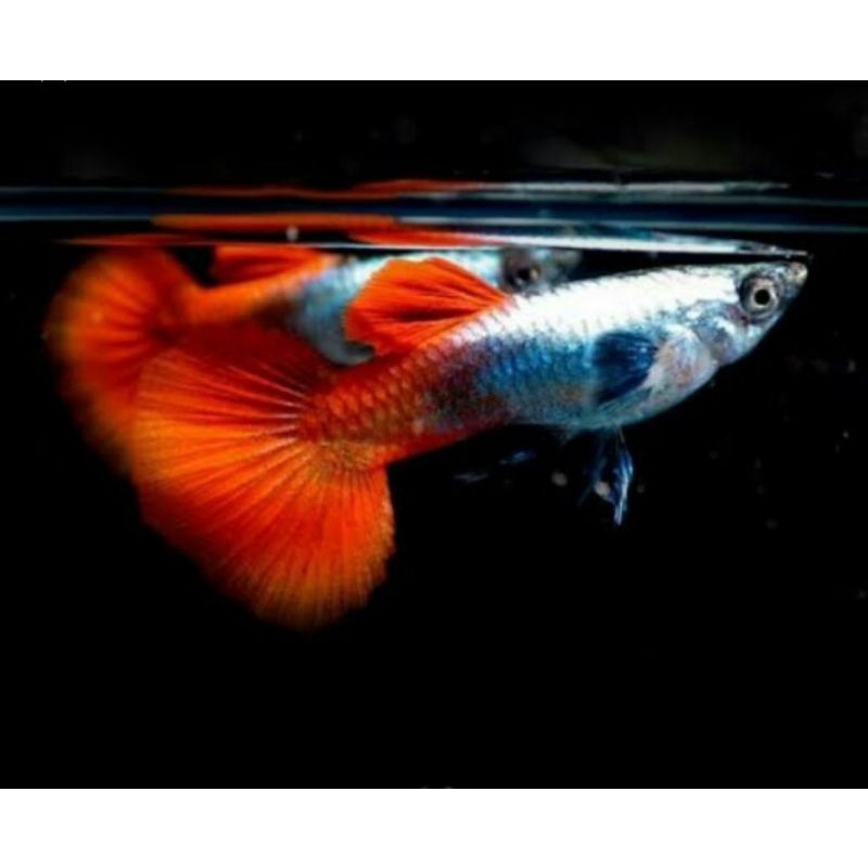 Hiasan Akurium/Aquasecepe HR_dunyacai