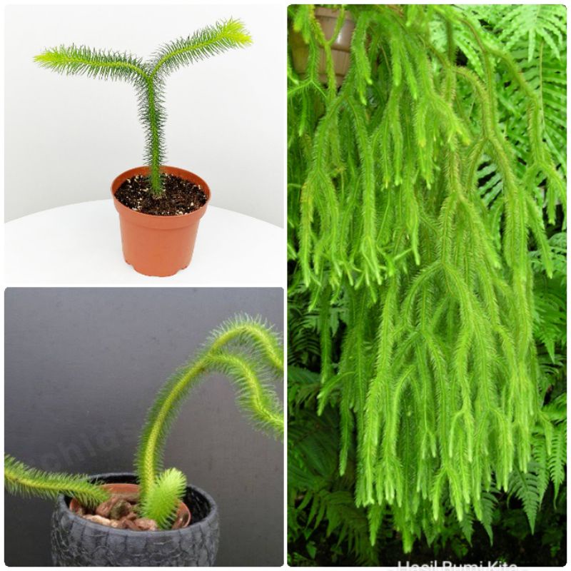 Tanaman hias Kumpai ekor tupai