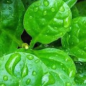 

Jual Daun Binahong Frest 300gram