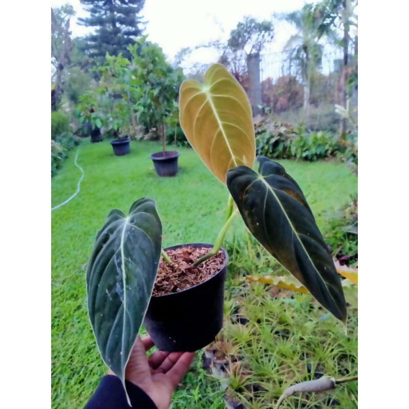 philodendron melanochrysum narrow form 3 daun ( Melano narrow )