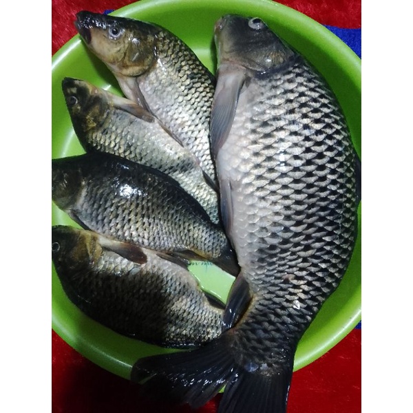 

Ikan Mas Segar 500 gram & 1 Kg