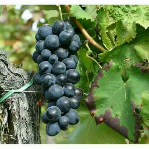 BENIH BIBIT TANAMAN BUAH ANGGUR HITAM LOKAL SIAP CEPAT BERBUAH