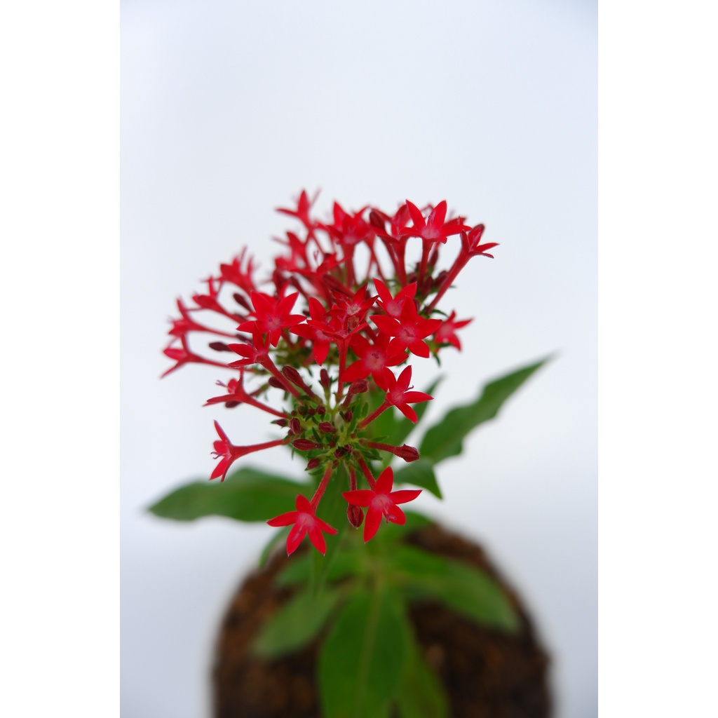 Bunga Pentas - Egyptian Star Cluster - Pentas Lanceolata - Tanaman Hias