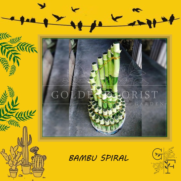 Tanaman BAMBU SPIRAL (Bambu Rejeki)
