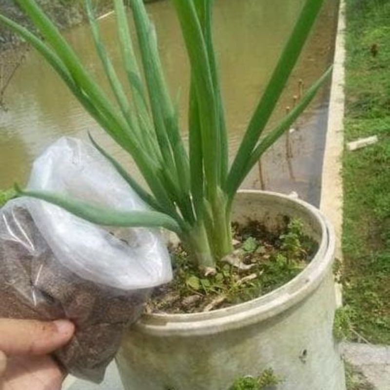 pupuk kandang ayam/kotoran ayam murni