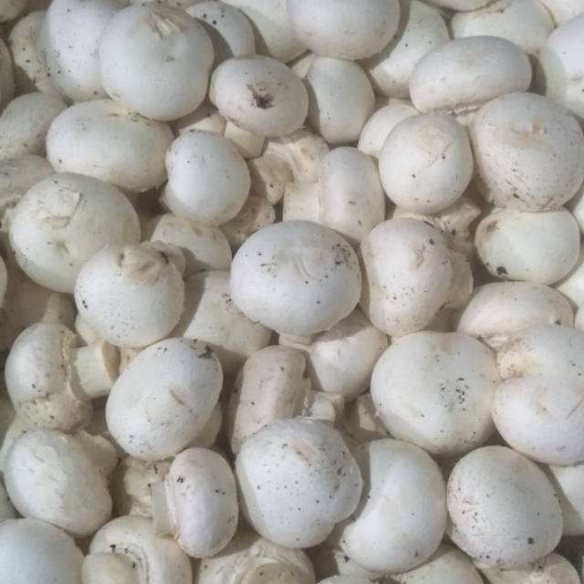 

Jamur Kancing [ 150gr ]