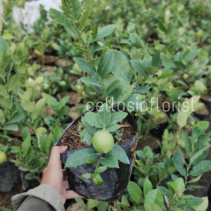 Bibit Tanaman Buah Jeruk Lemon Jumbo (Sudah Berbuah)-4