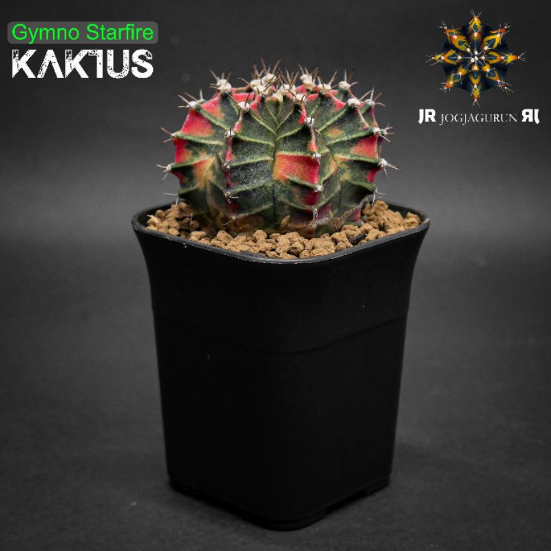 Kaktus Gymno Starfire