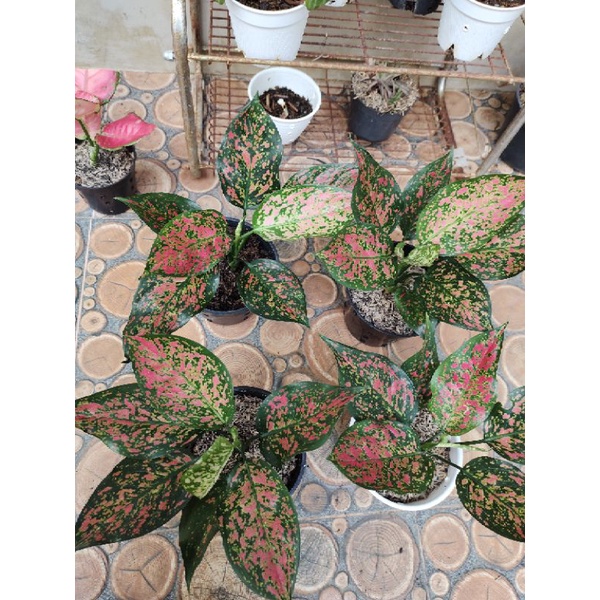 Aglaonema Red Venus