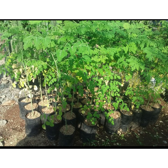 Pohon kelor, daun kelor, tanaman kelor, tanaman herbal daun kelor