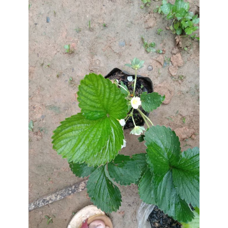 

Bibit Strowbery murah seger