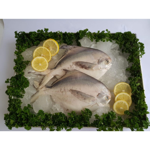 

Ikan bawal putih