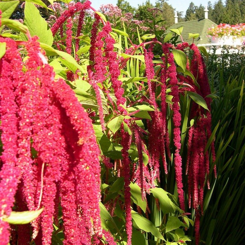 PlantaSeed - 50 Seeds - Amaranth Love Lies Bleeding Biji - PAS0239