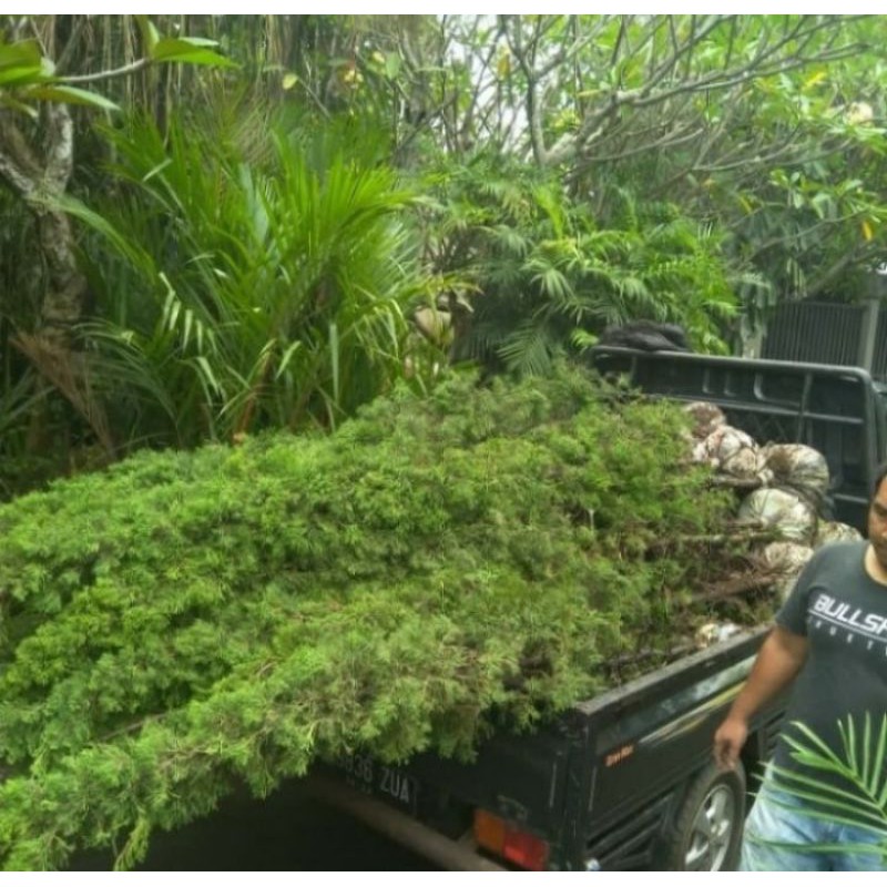 Tanaman hias cemara lilin 2 meter Cemara Lilin