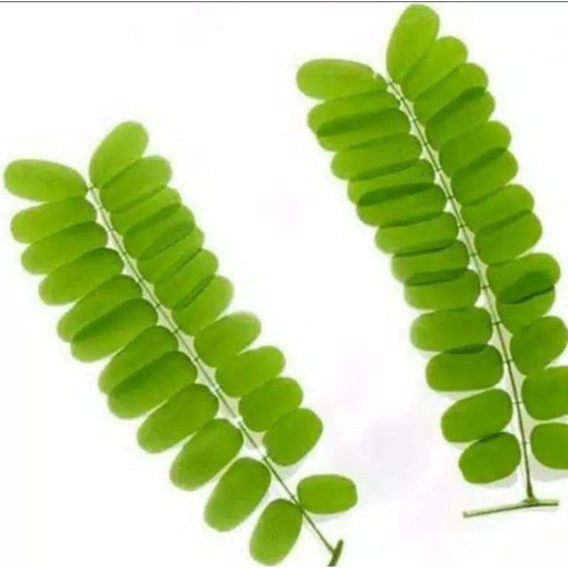 

Daun saga perhelai