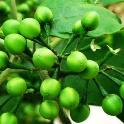 

100gram Takokak Tekokak Cepokak Terung Pipit Segar (Solanum Torvum) FRESH PRODUK