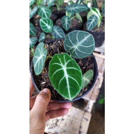 alocasia black velvet ninja/alocasia ninja