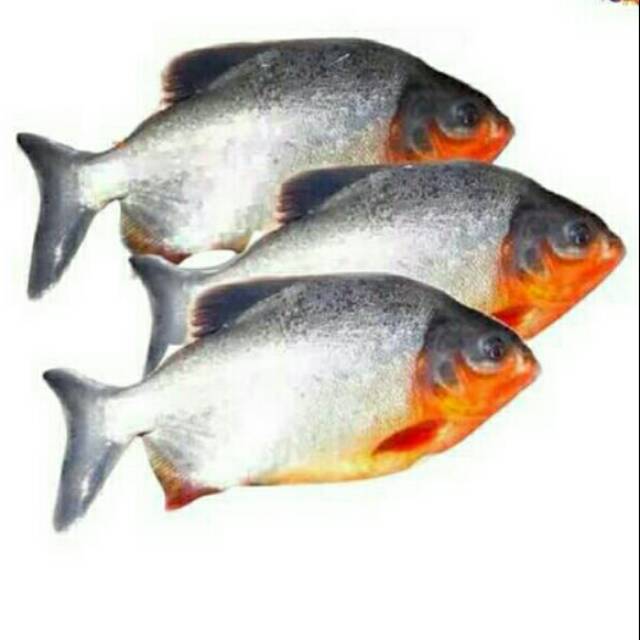 

Ikan bawal air tawar