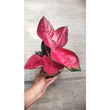 Aglaonema Suksom Jaipong besar