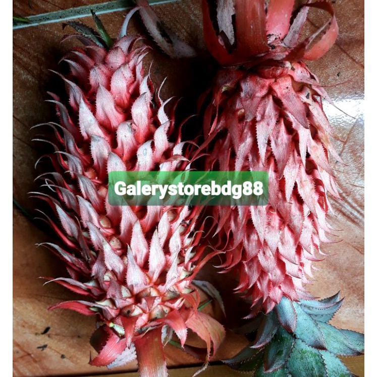 

Jual buah nanas muda nanas merah nanas hutan nanas buaya 1 kg