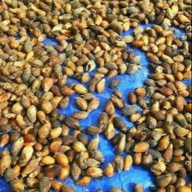 Promo 2kg biji/ benih Jati putih (Gmelina)