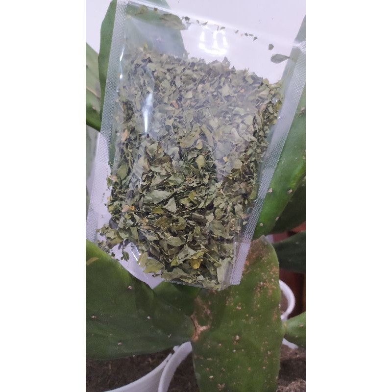 

Obat Teh Daun Kelor