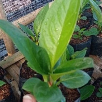 DIARY PETANI - Anthurium Jemani Cobra Remaja