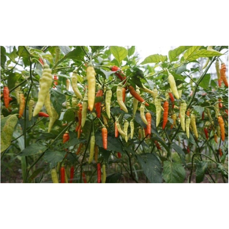 Benih Bibit Biji - Cabai Rawit Merah Pedas F1 Cabe Setan Lombok Rawit TIPE MERUNDUK Pepper Seeds - Panen Dalam 90 Hari