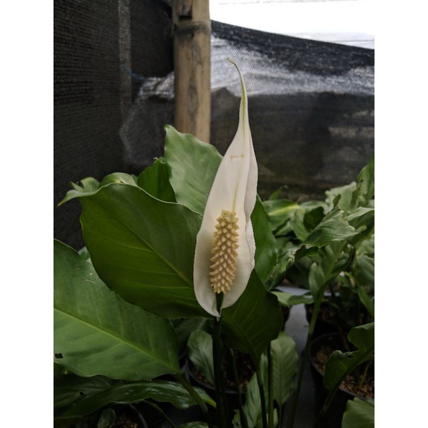 Tanaman Hias Peace Lily