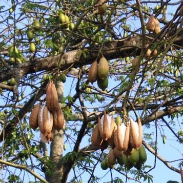 100 Benih Biji Kapuk Randu Kapuk Randu Kapas Cotton Tree Seeds Shopee Indonesia