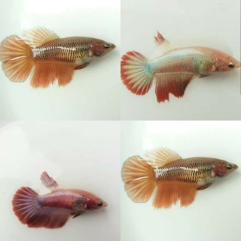 ikan cupang HALFMOON betina