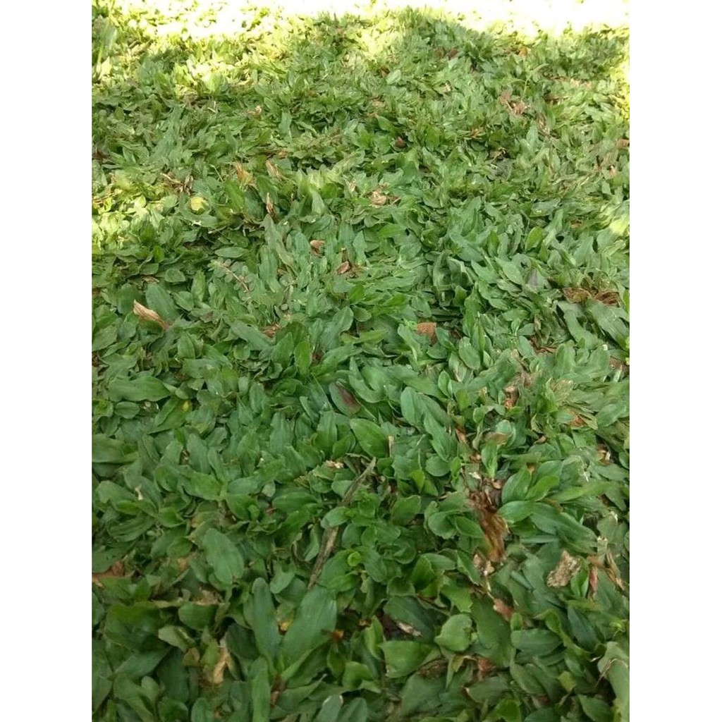 New Benih Rumput Gajah Mini - Biji Rumput Gajah Mini