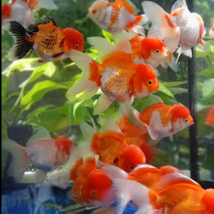 Ikan mas koki oranda RW / koki oranda jambul / oranda redwhite