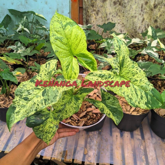 tanaman hias syngonium mojito - syngonium mojito arrowhead