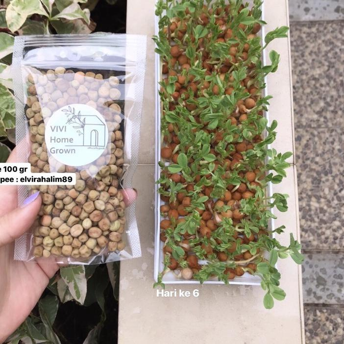 

UTS★ Benih Biji Kacang Kapri 100gr Snow Peas Tomiau PeaShoots Pea Shoots Taomiao Microgreen Ready Ba