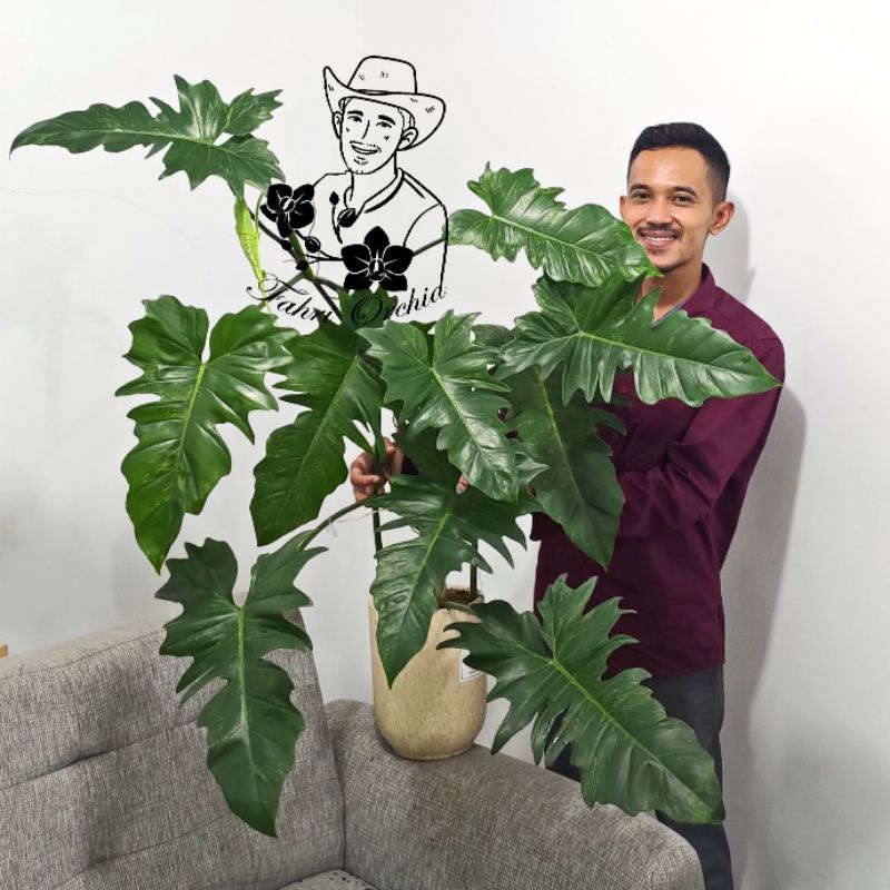 FahriOrchid - Philodendron Fiddle Lime Dragon variegata ekonomis