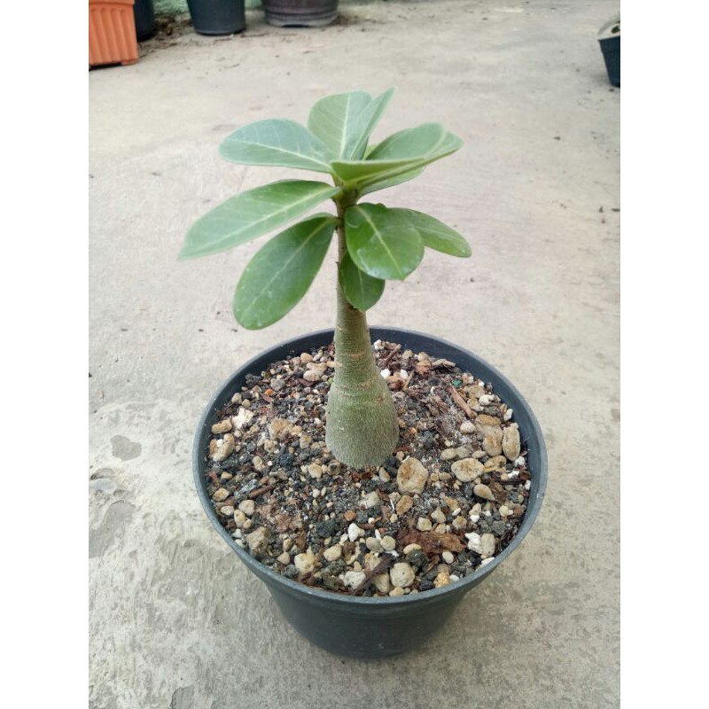 Adenium Thai Socotranum
