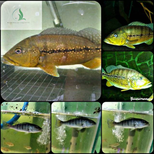 Ikan peacock bass xingu untuk aquarium