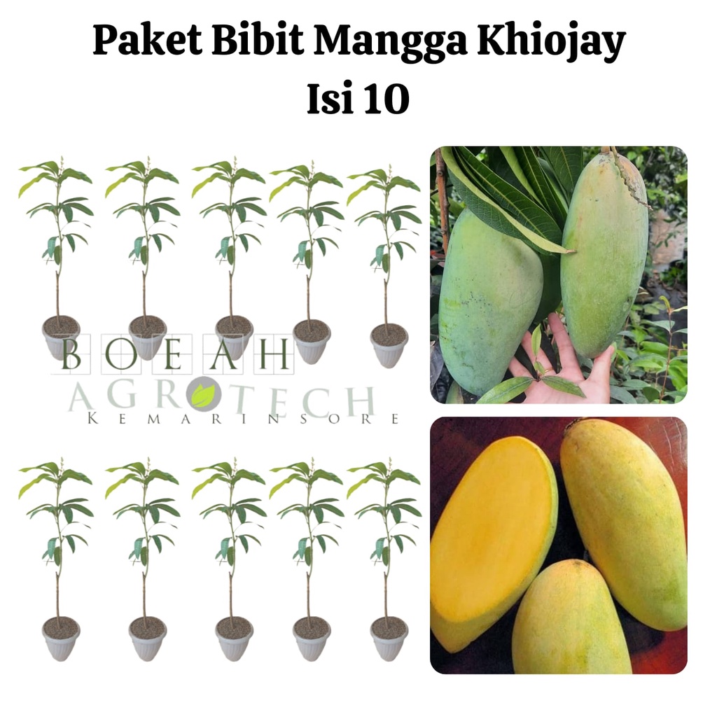 Paket Hemat Bibit Mangga Khiojay Okulasi Isi 10 Bonus Bibit Strawberry+Polibag